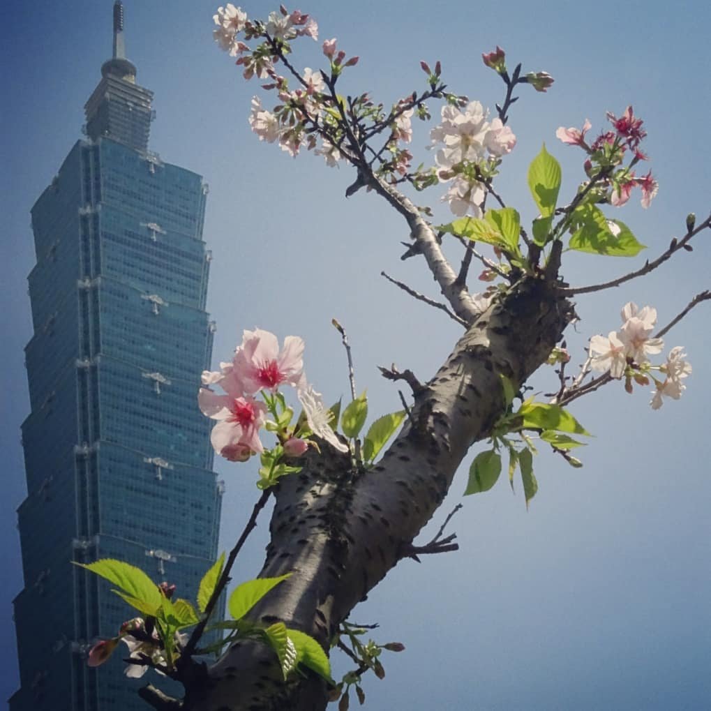 Taipei 101 framed by pink cherry blossoms in Xinyi District, Taipei