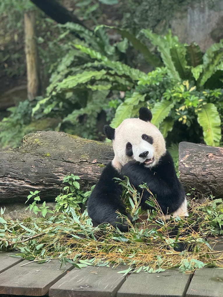 Giant panda eating bamboo at Taipei Zoo
